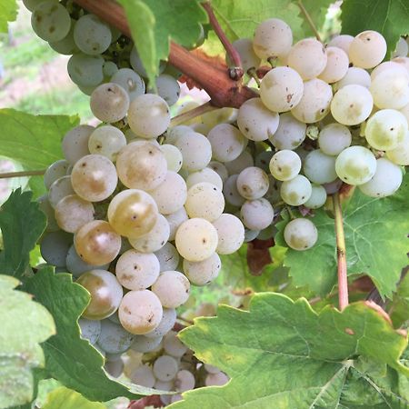 Ferienweingut Willems Oberemmel Zewnętrze zdjęcie